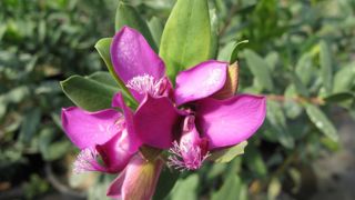 Polygala myrtifolia, le polygale à feuilles de myrte, est l’une des plantes les plus touchées par Xylella fastidiosa ©Valérie Vidril